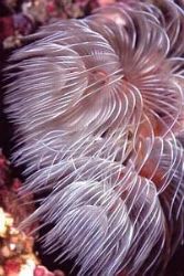 tube worm. by Allen Lee 